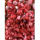 Red Baby Breath | 60 Grams Dried Flower Wholesale 